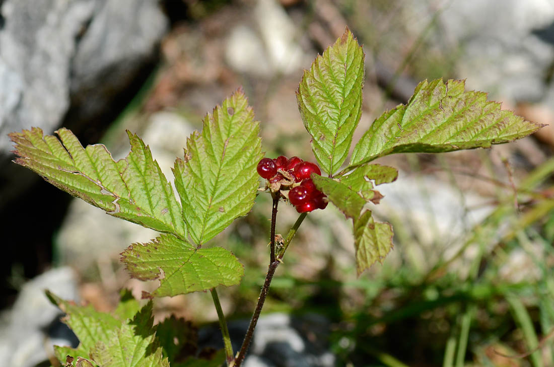 Altre Bacche rosse : Rubus saxatilis